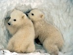 00ab Yekaterinburg Zoo. Polar Bear