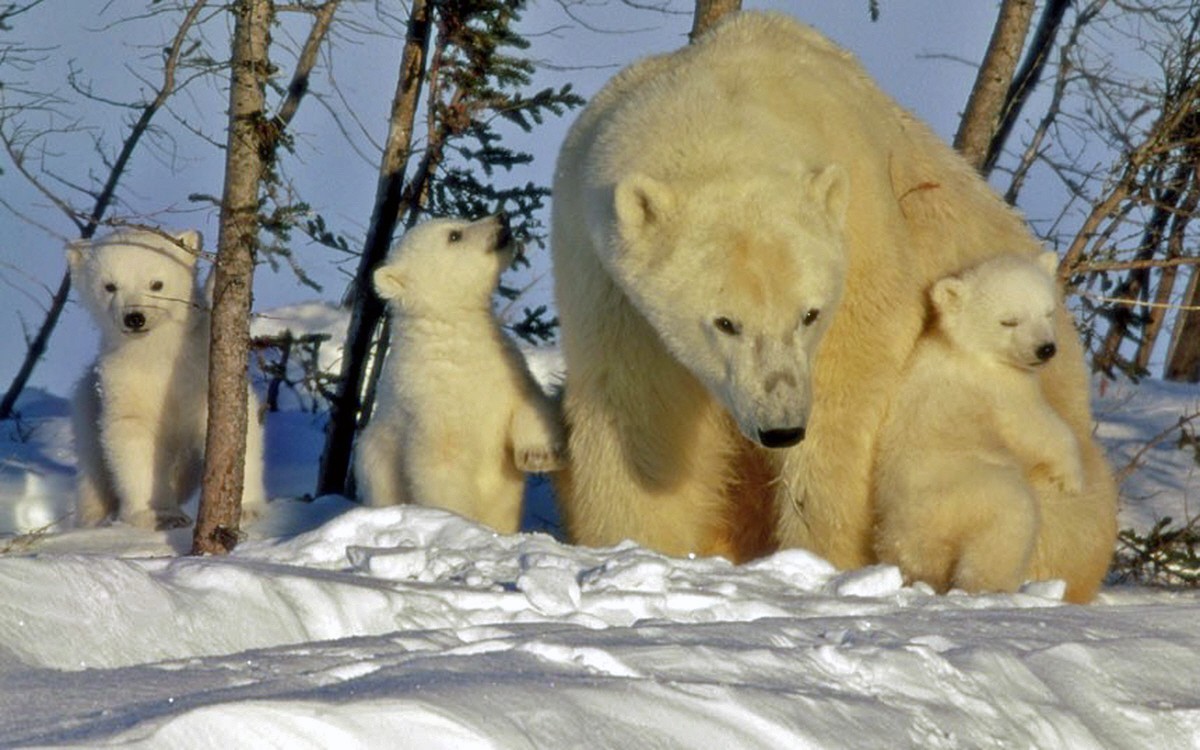 Дикая природа белого медведя. Белый медведь в дикой природе. Дикие животные и их Детеныши зимой. Дикие животные с детенышами зима. Дикие животные белый медведь.